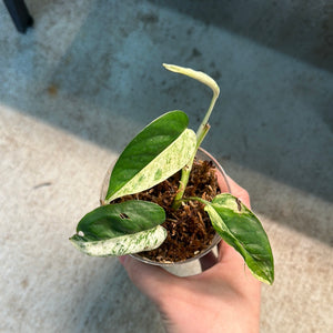 Epipremnum pinnatum marble 'Cup A'