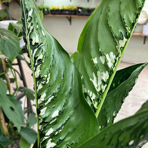 dieffenbachia crocodile rare Dieffenbachia Crocodile 8