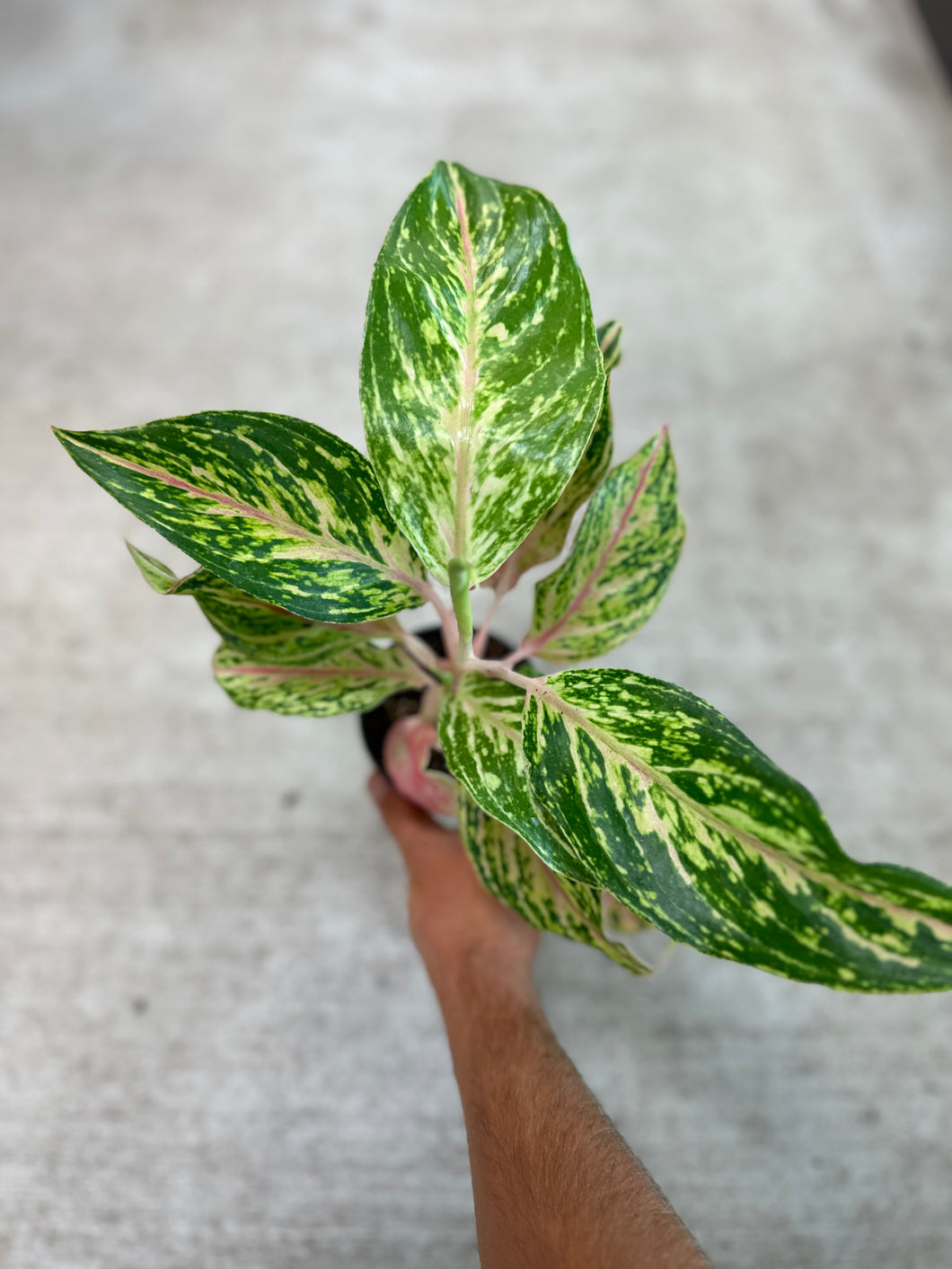 aglaonema sarah Aglaonema Sparkling Sarah 4" – Kent East Hill Nursery