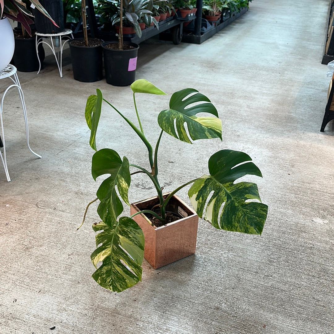 monstera variegata shop Monstera Deliciosa Aurea Variegata Plant B XL – Kent East Hill Nursery