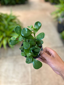 Kleinia petraea 4" - Trailing Jade
