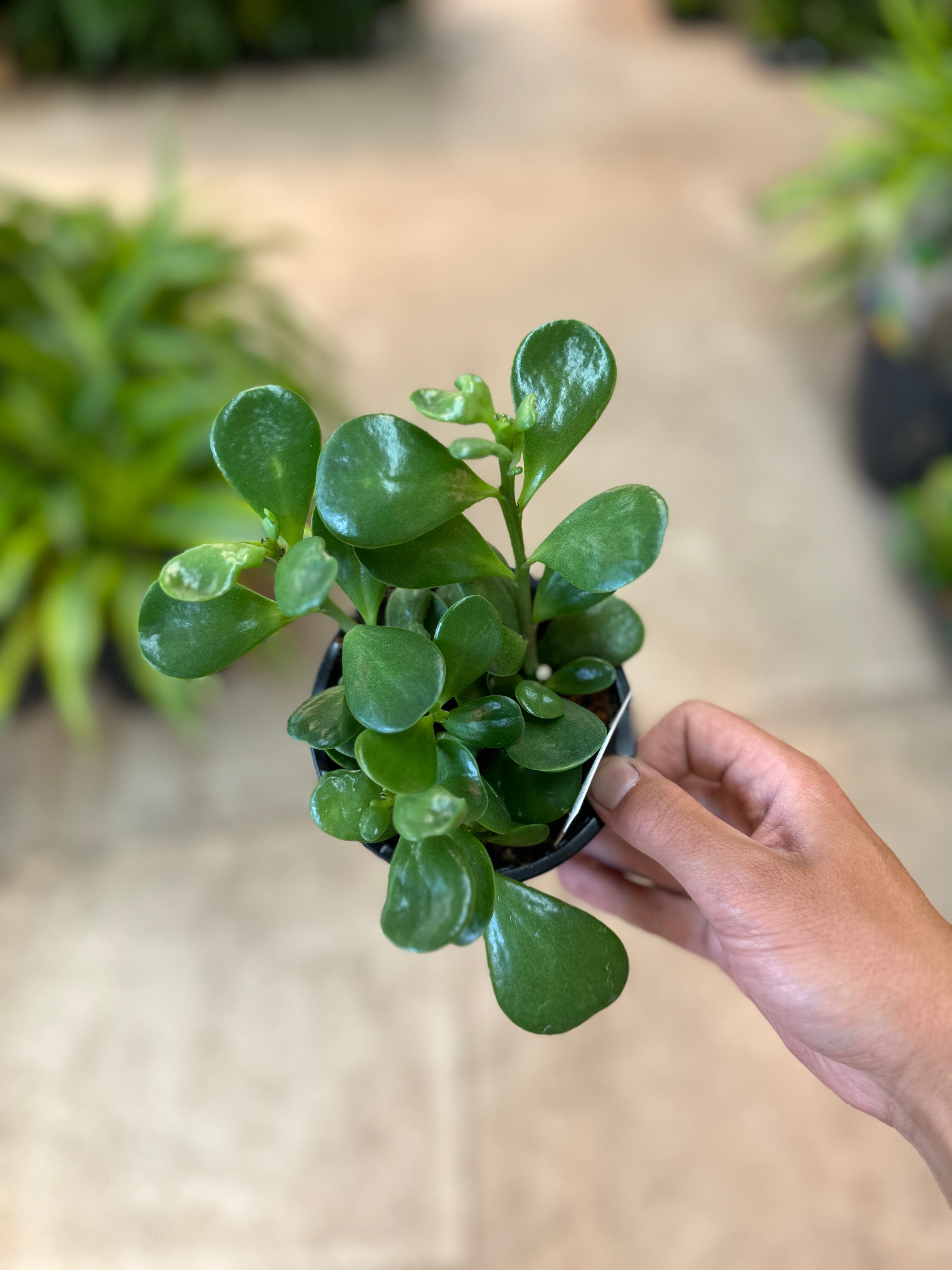 green jade wax plant Kleinia petraea 4"