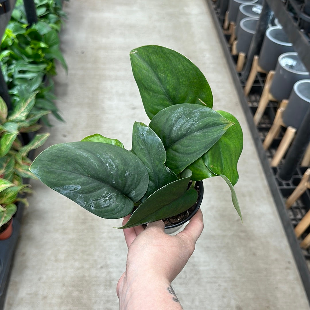 scindapsus jade satin pothos Scindapsus Jade Satin Pothos 4" – Kent East Hill Nursery