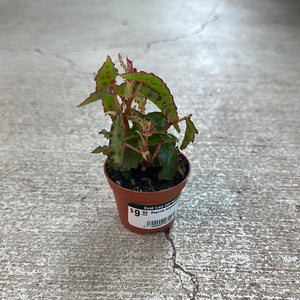 Begonia Amphioxus 2"