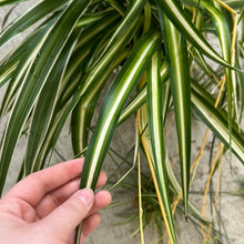 Load image into Gallery viewer, Chlorophytum sp. 10&quot; HB - Spider Plant Assorted