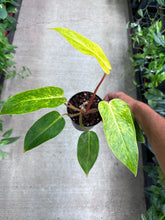 Load image into Gallery viewer, Philodendron Painted Lady 4&quot;