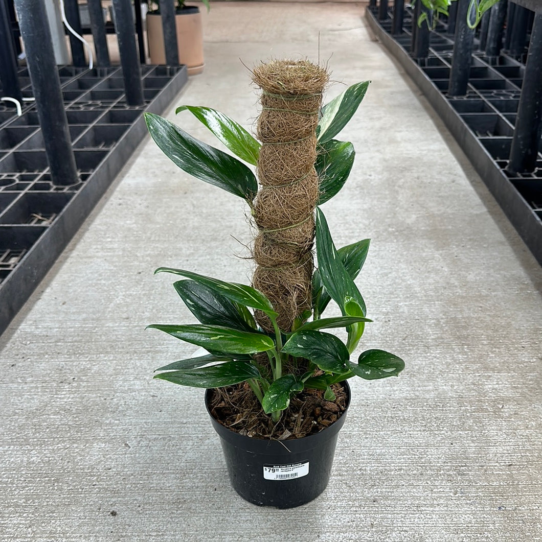 Monstera standleyana variegata 6