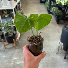 Load image into Gallery viewer, Monstera Albo Cup A