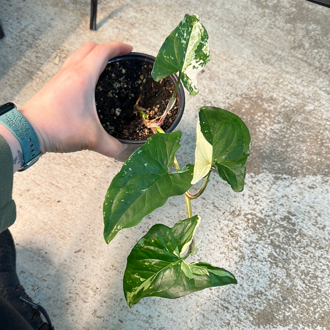Syngonium Albo Podophyllum 4