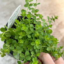 Load image into Gallery viewer, Peperomia &#39;Deppeana&#39; 4&quot;