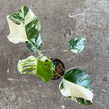 Load image into Gallery viewer, Monstera &#39;albo variegata&#39; 6&quot;