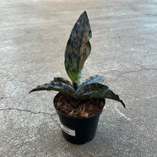 Load image into Gallery viewer, Sansevieria kirkii coppertone 4&quot;