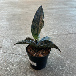 Sansevieria kirkii coppertone 4"