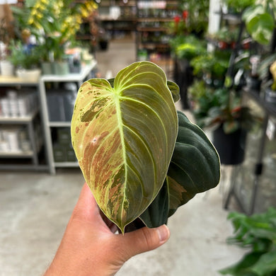 Philodendron Melanochrysum Variegata Cup
