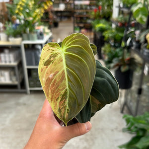 Philodendron Melanochrysum Variegata Cup