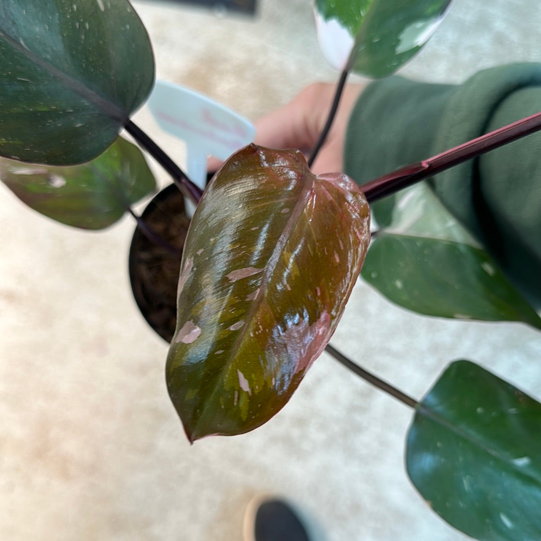 Philodendron Rd Anderson Philodendron Red Anderson #1 – Kent East Hill Nursery