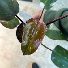 Load image into Gallery viewer, Philodendron Red Anderson 4&quot;