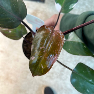 Philodendron Red Anderson 4"