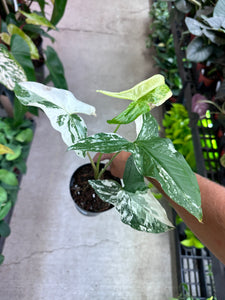 Syngonium Albo Podophyllum 4"