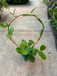 Hoya Australis on Hoop 4"