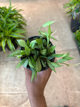 Load image into Gallery viewer, Hoya lacunosa mint 4&quot;