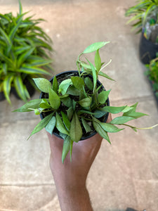 Hoya lacunosa mint 4"