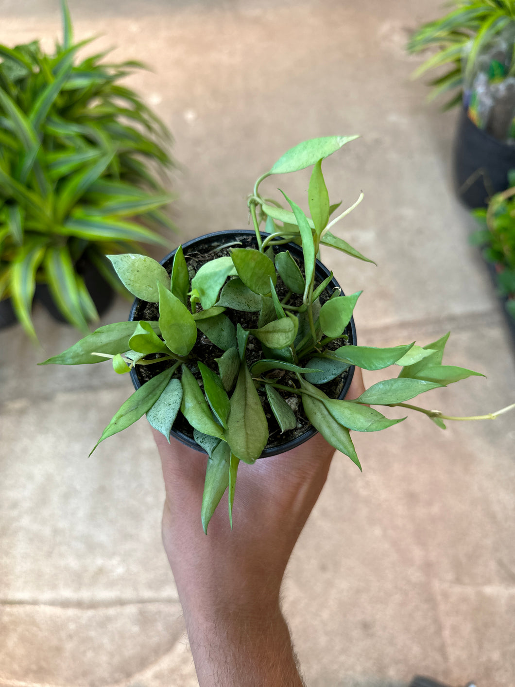 Hoya lacunosa mint 4