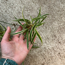 Load image into Gallery viewer, Chlorophytum sp. 10&quot; HB - Spider Plant Assorted
