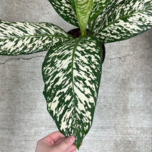 Load image into Gallery viewer, Dieffenbachia White Etna 8&quot;