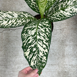 Dieffenbachia White Etna 8"