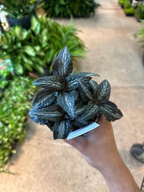 Pilea-Birdsnest/Crinkle 8