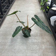 Load image into Gallery viewer, Philodendron billietiae 6&quot;