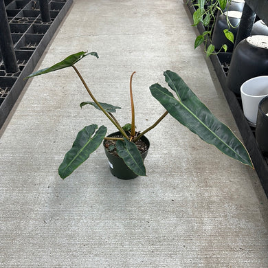 Philodendron billietiae 6