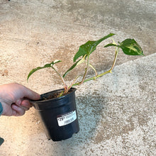 Load image into Gallery viewer, Syngonium Albo Podophyllum 4&quot; Small