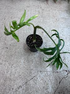 Alocasia Brancifolia 6"