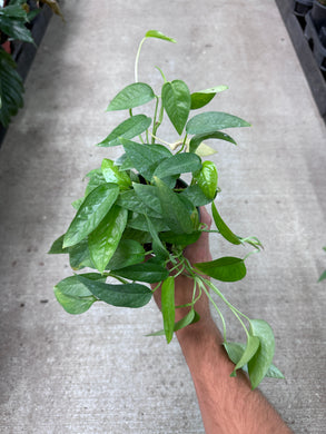 Epipremnum 'Cebu Blue' 4