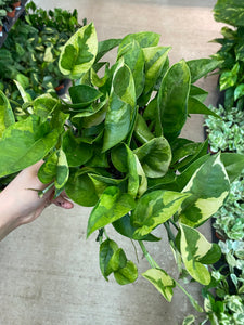 Epipremnum Lemon Meringue 6" - Pothos