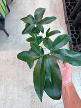 Load image into Gallery viewer, Philodendron goeldii 6&quot;