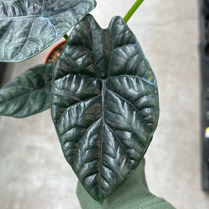 Alocasia Quilted Dreams 4"