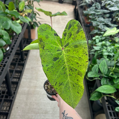 Colocasia Mojito 4