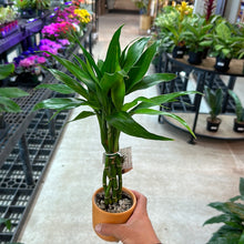 Load image into Gallery viewer, Lucky Bamboo Arrangement Small
