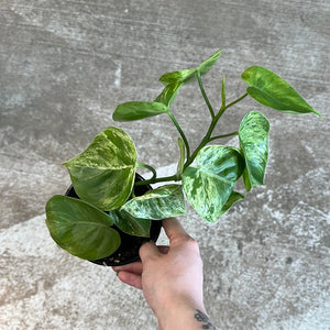 Philodendron Hederaceum Variegata 4" - Heartleaf Variegated Philodendron