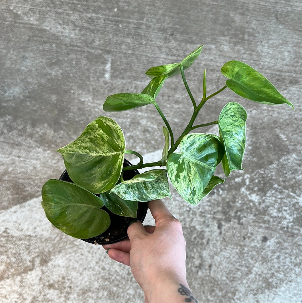 variegated philodendron hederaceum Philodendron Hederaceum Variegata 4"