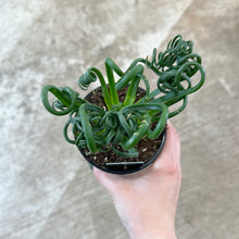 Load image into Gallery viewer, Albuca spiralis 4in