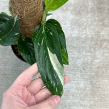 Load image into Gallery viewer, Monstera standleyana variegata 6&quot;