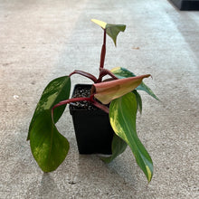 Load image into Gallery viewer, Philodendron Strawberry Shake 4&quot;