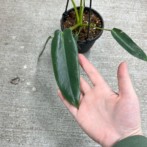spiritus sancti philodendron for sale Philodendron Spiritus Sancti 4" – Kent East Hill Nursery
