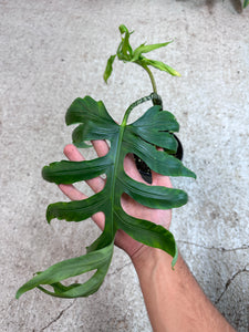Alocasia Brancifolia 6"