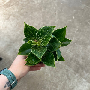 Philodendron Birkin 4"