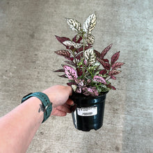 Load image into Gallery viewer, Hypoestes sp. 4&quot; - Polka Dot Plant